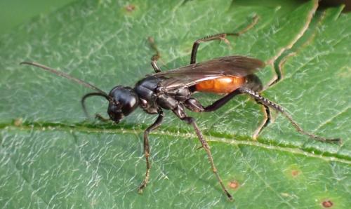 Priocnemis sp.
